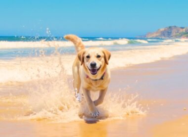 Dog Friendly Beaches