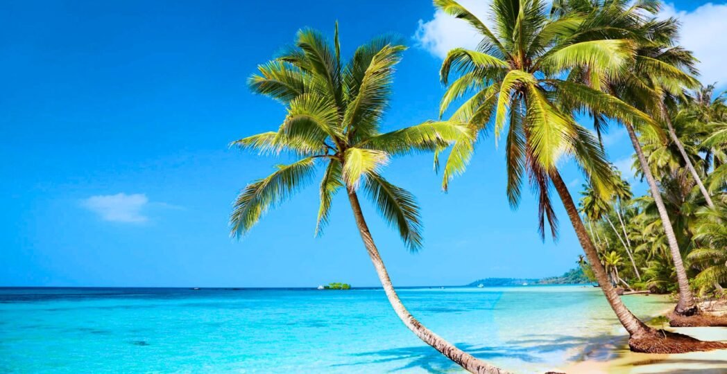 Palm Tree Tropical Beach