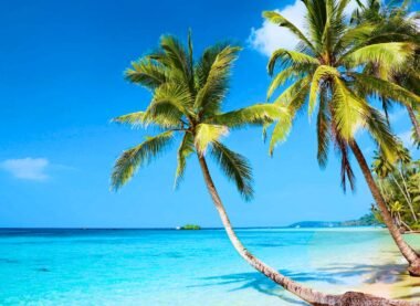 Palm Tree Tropical Beach