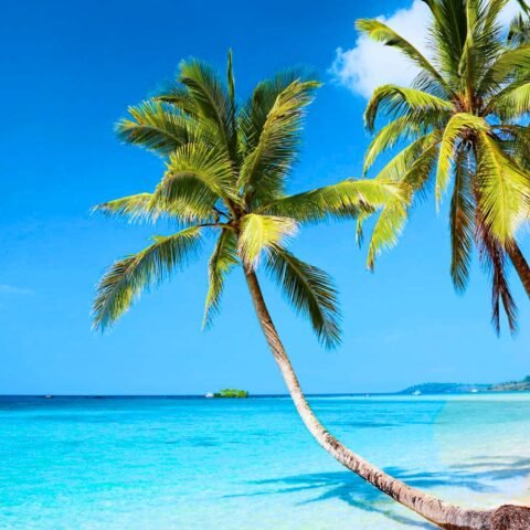 Palm Tree Tropical Beach